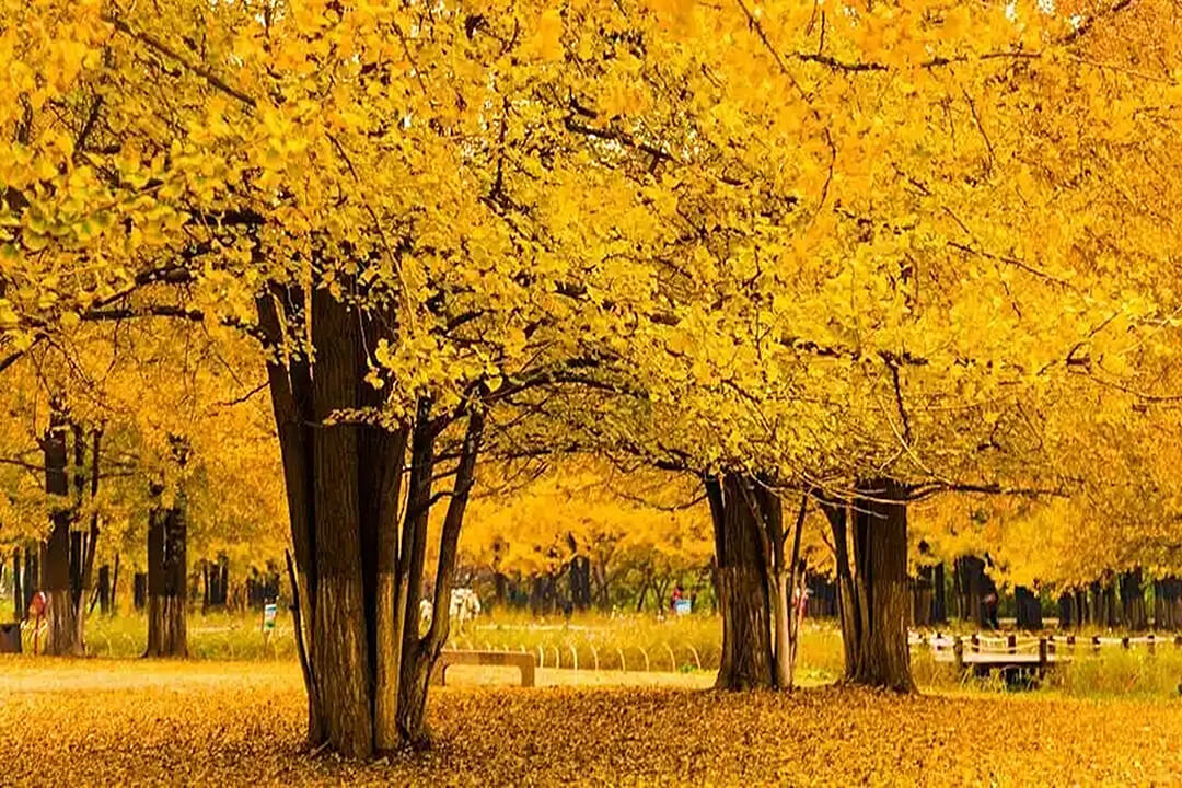 山东临沂：留住美景展城温